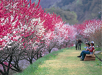 Hanamomo Road