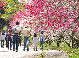 Hanamomo Road